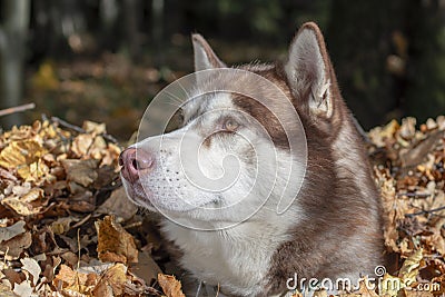 Husky dog in pile of yellow leaves. Stock Photo