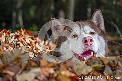 Husky dog plays and hides in pile of yellow leaves. Autumn Sunny day in the Park. Stock Photo