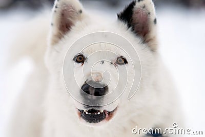 Husky dog portrait, winter snowy background. Funny kind pet on walking before sled dog training Stock Photo