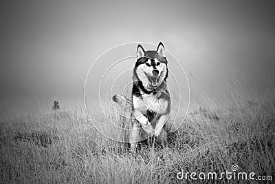 Husky dog running Stock Photo