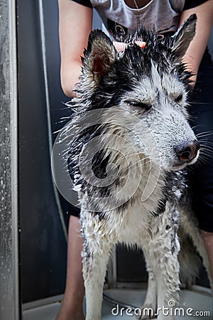 Husky dog scowls when washing. Shampoo got into the dog& x27;s eyes during washing. Stock Photo