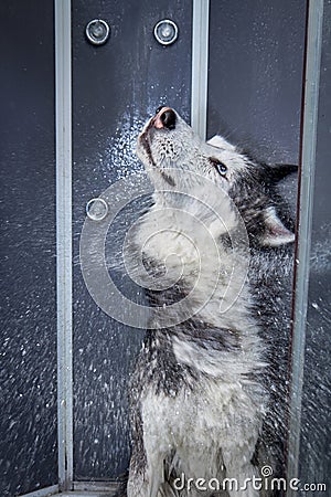 Husky dog shakes off in the shower after washing. Stock Photo