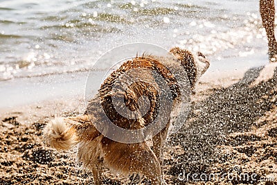 Husky dog shaking off water Stock Photo