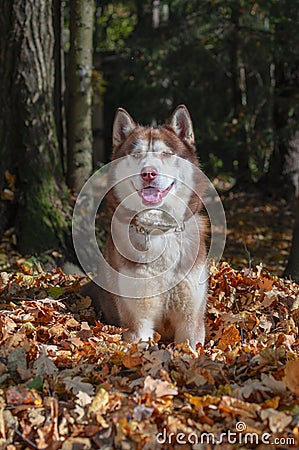 Husky dog sits on pile of yellow leaves. Autumn Sunny day in the Park. Stock Photo