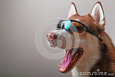 Husky dog in ski goggles. Stock Photo