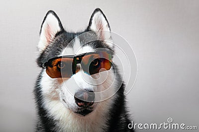 Husky dog in ski goggles. Stock Photo