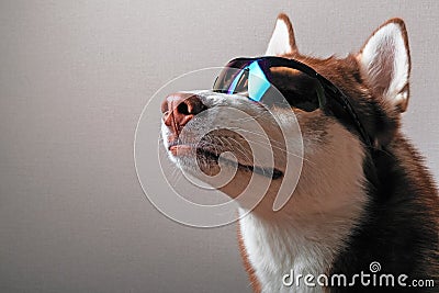 Husky dog in ski goggles. Stock Photo