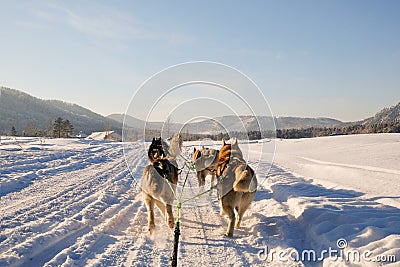 Husky dog sledge. Cute husky sledding dog. Siberian husky sled dog race competition. View from the sleigh. Stock Photo