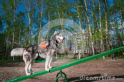 Husky dog stands on Teeter Totter swing, challenging and very funny equipment for dogs. Training dog park equipment. Teeterboard. Stock Photo