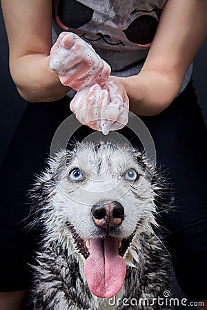 Husky dog washing. Hands with shampoo foam over a wet dog& x27;s head. Stock Photo