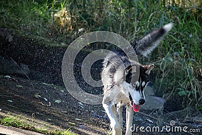 Husky dog with water droplets on ground Stock Photo