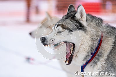 Husky dog yawns, funny portrait. Boring dog before sled dog race. Waiting for competition start Stock Photo