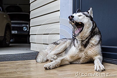 A husky dog yawns widely while lying on the doorstep. A popular breed of dog. Stock Photo