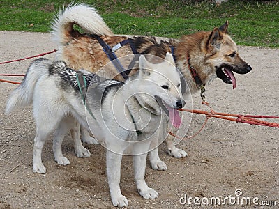 Husky dogs in a sled in the summer in the Park, Sunny day Stock Photo