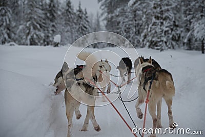Husky on a dogsled biting in the snow to quench his thirst Stock Photo