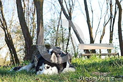 Husky in Garden lying in grass Stock Photo