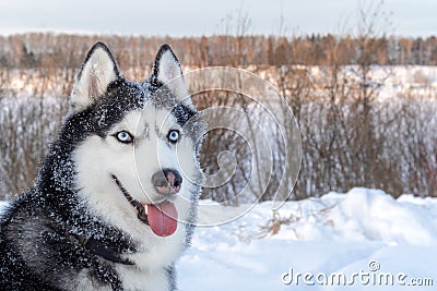 Husky head. Happy dog siberian husky with Blue eyes. Winter landscape background. Cute portrait beautiful funny dog. Stock Photo