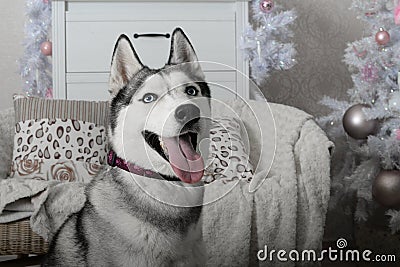 Husky House Christmas Stock Photo