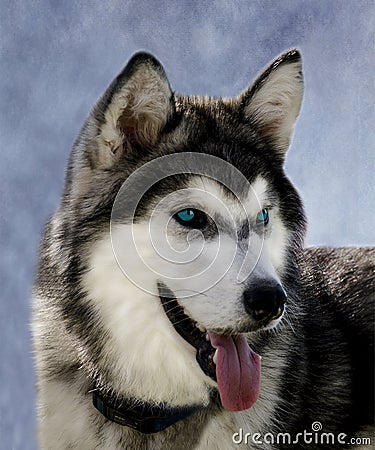 Husky Stock Photo