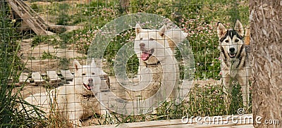 Abandoned pedigreed dogs are waiting for their human. Husky kennel northern sled dog breed. Two fawn Siberian huskies Stock Photo
