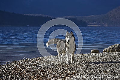 Husky on a lakeshore Stock Photo