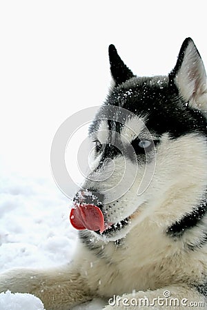 Husky licks its nose Stock Photo