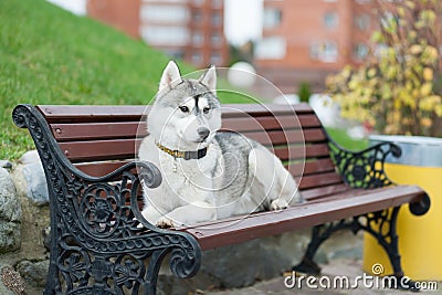 Husky lies on the bench Stock Photo