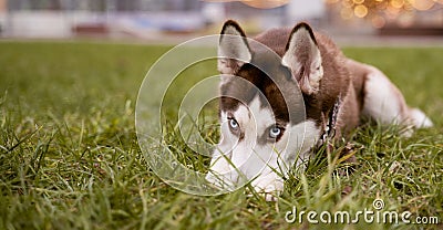 Husky lying on grass hides nose shame puts paws Stock Photo