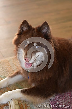 Pomsky dog Stock Photo