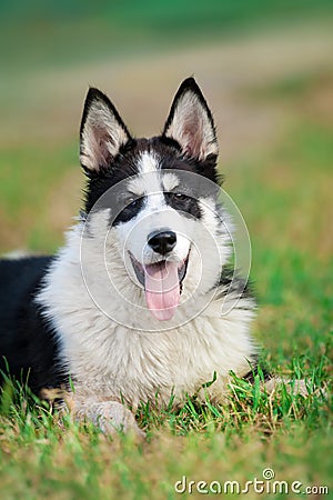 Husky portrait close up Stock Photo