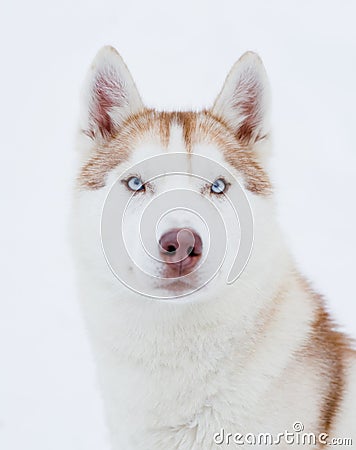 Husky portrait Stock Photo
