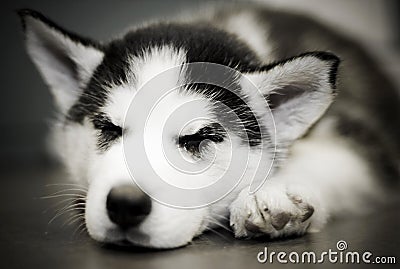 Husky Pup Stock Photo