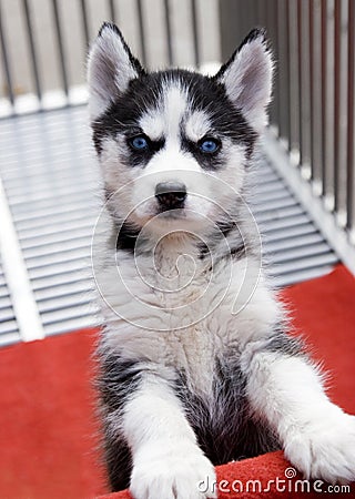 Husky puppy Stock Photo
