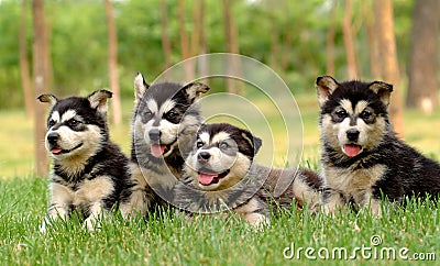 Husky puppy Stock Photo