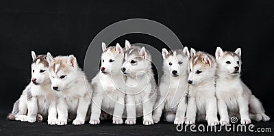 Husky puppy Stock Photo