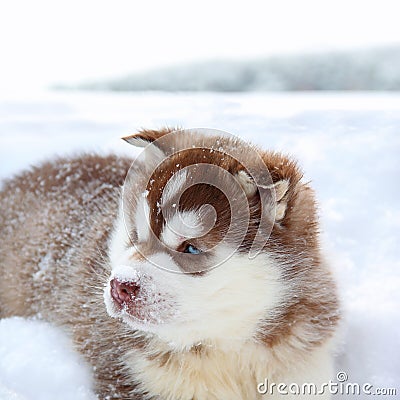 Portrait of Husky Puppy Stock Photo