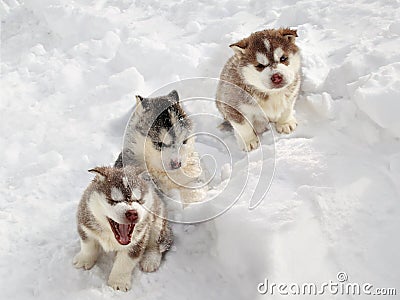 Three Husky Puppy in the Snow Stock Photo