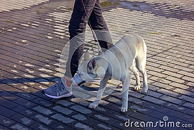 Husky puppy on a walk is on a leash next to the mistress Stock Photo