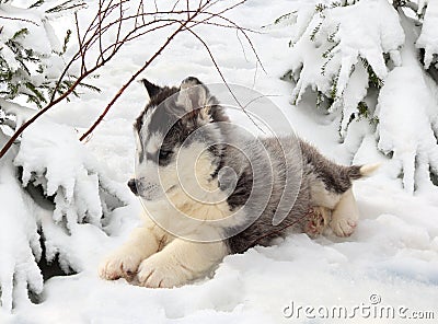 Husky puppy in a winter forest Stock Photo