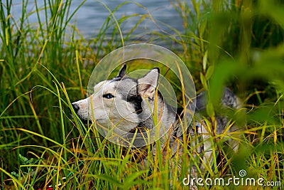 Husky in the reeds by the water Stock Photo