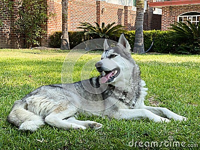 Husky Resting in a Garden. Pet concept. Stock Photo