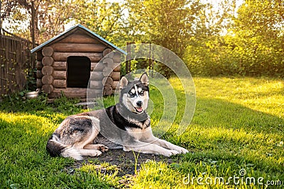 Husky is resting at the kennel Stock Photo