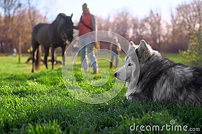 Husky resting on the lawn Stock Photo
