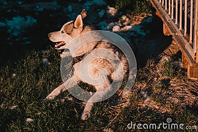 Husky sheds hair, combed and happy dog resting on the street. Siberian Husky lies near his enclosure chained to his collar Stock Photo