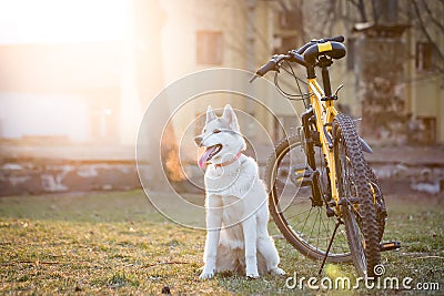 Husky sitting near the bike Stock Photo