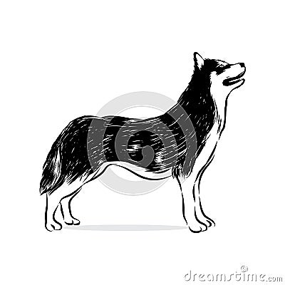 Husky standing Vector Illustration