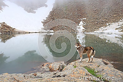 Husky stands near the mountain lake and calls you to swim Stock Photo