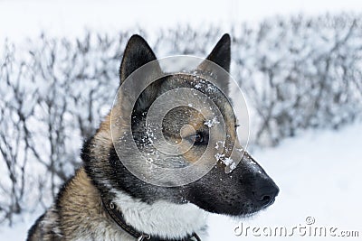 Husky to good winter weather for a walk Stock Photo