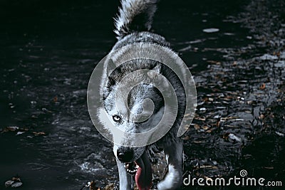 Husky and water. Husky comes out of a puddle. Stock Photo