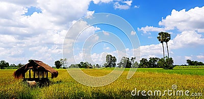 Hut in green and yellow rice field with palm tree and blue sky with cloud background Stock Photo